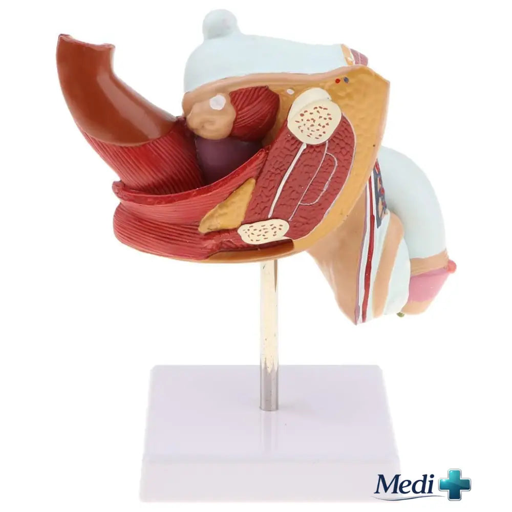 reproductive system anatomy model