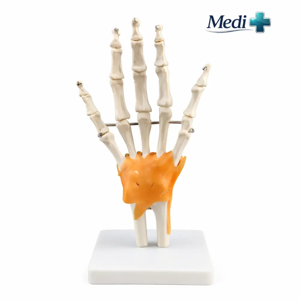 skeleton hand model