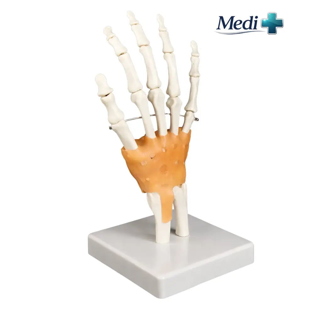 skeleton model