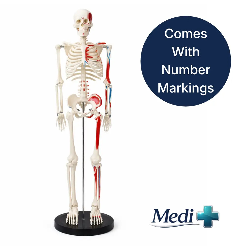 skeleton model for medical students