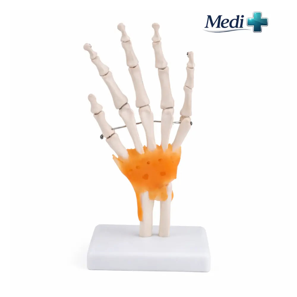 skeleton model