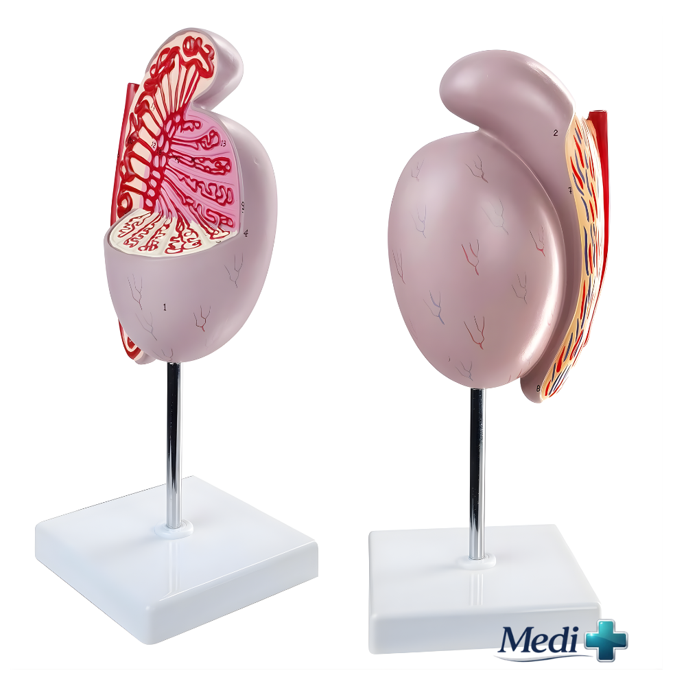 testes anatomy diagram