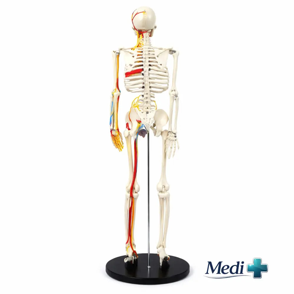 the human skeletal system