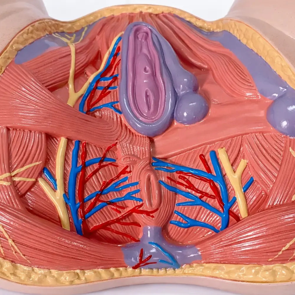 uterus anatomy model