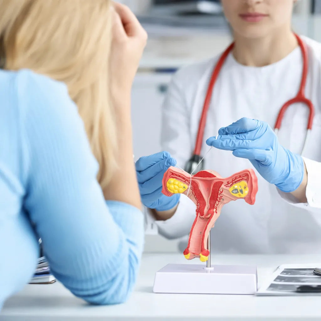 uterus diagram model