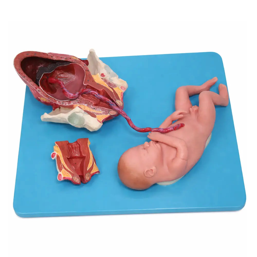 uterus model