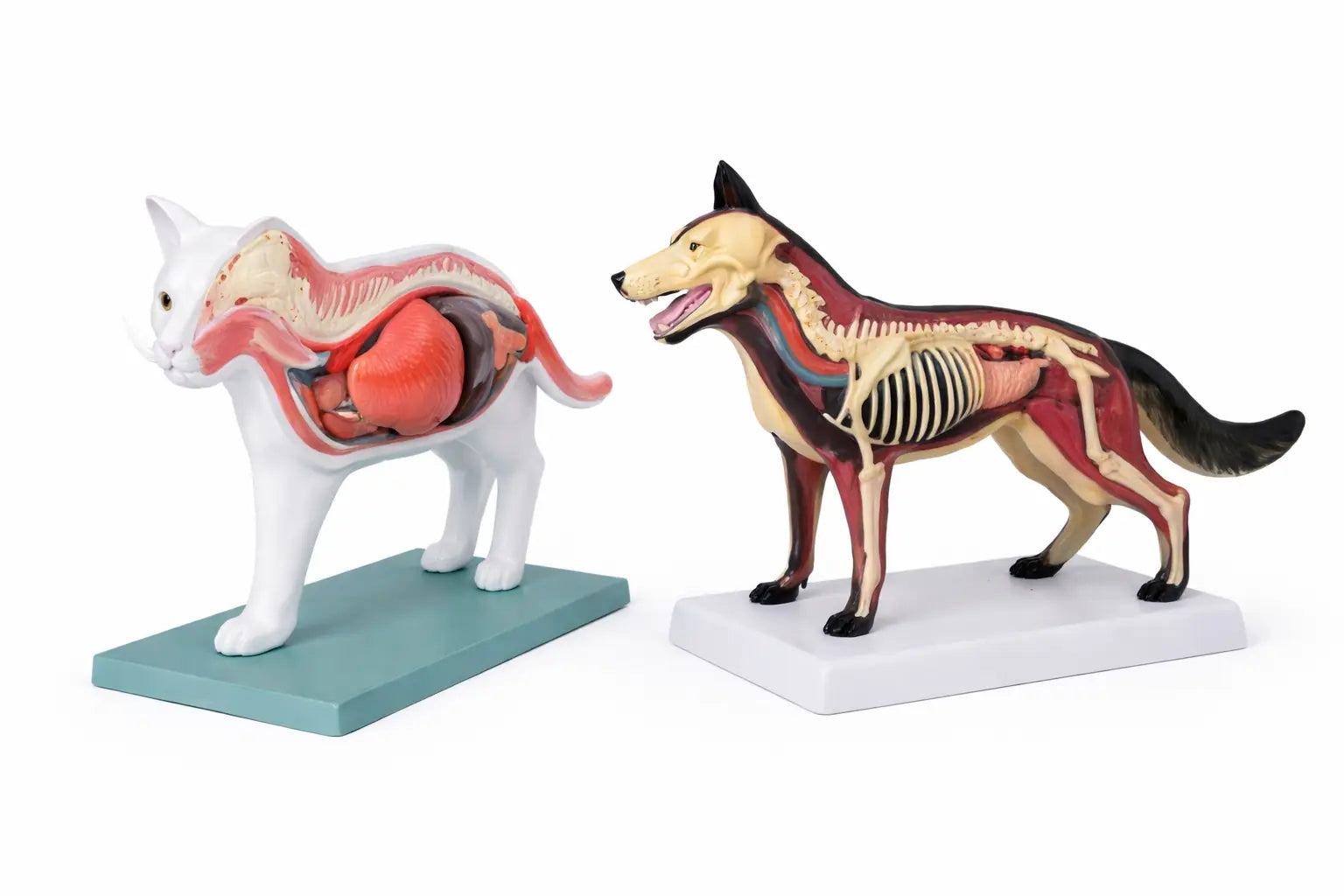 vet anatomy