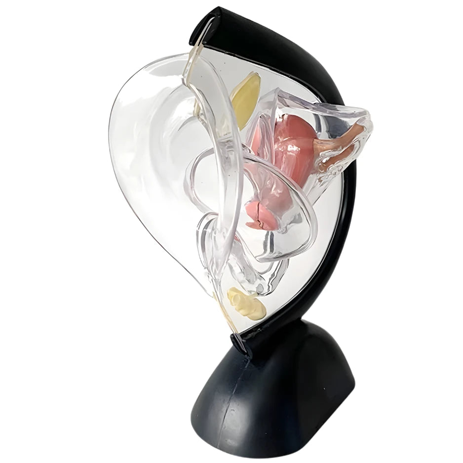 womb anatomy model